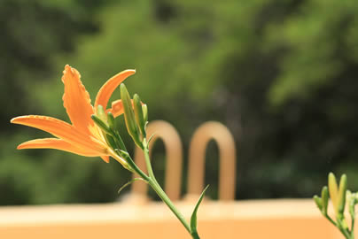 Hemerocalys en flor