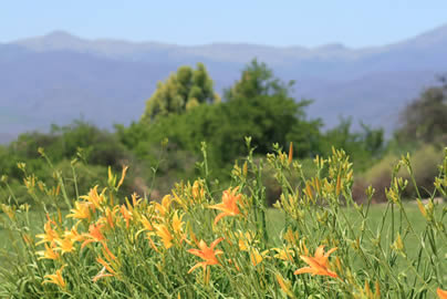 Vista desde pileta