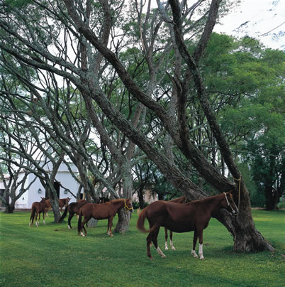 Caballos