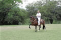 Horse riding 4